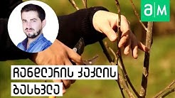 ჩანდლერის კაკლის გასხვლა