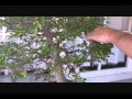 Chinese Elm Bonsai Restoration