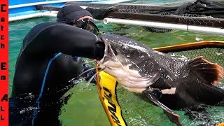 Whats Inside 5Ft Catfish Saving Fish Before Surgery
