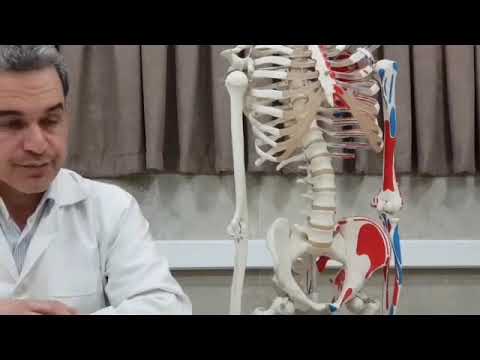 Persian Anatomy, Thorax Anatomy, آناتومی قفسه سینه, Chest wall (Vertebral column, Ribs & Sternum)