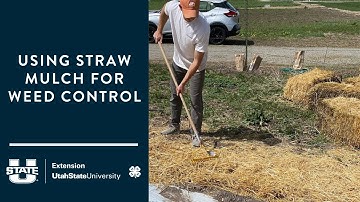 Using Straw Mulch for Weed Control