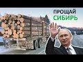 Путин обеспокоился судьбой Украинских лесов в Карпатах