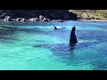 Beautiful Orcas in New Zealand