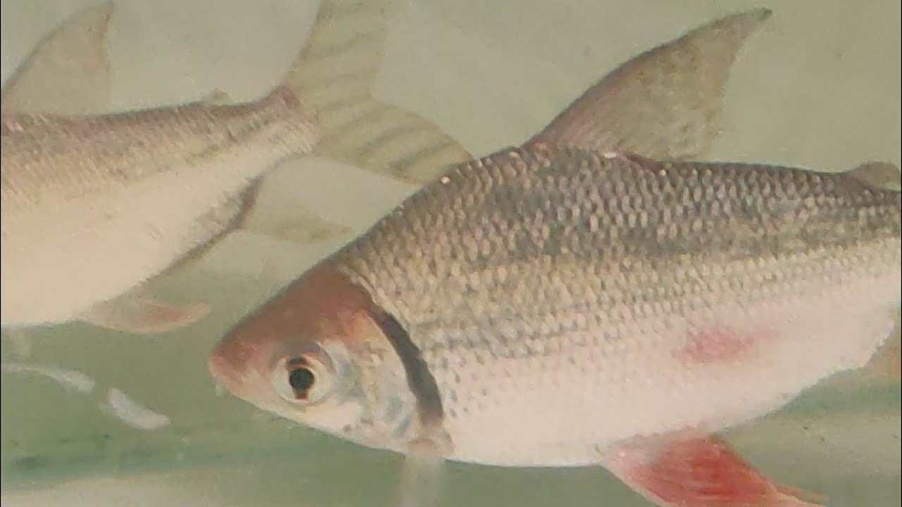 Ikan Rff IKAN RED FEIFENG ( RFF ) GUE LUKA DAN SAKIT :) - YouTube