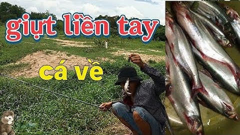 Câu cá dứa mập béo mùa nước về con suối - nấu canh chua ăn nhức nách — Nhàn1 vlog