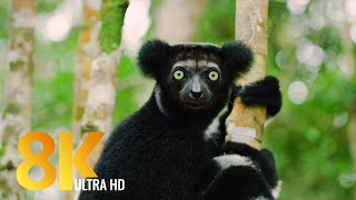 Amazing Madagascar Wildlife  8K Documentary Film  Incredible Wild Animals