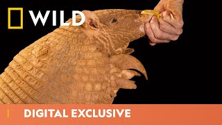 How To Photograph an Armadillo | Photo Ark | National Geographic Wild UK