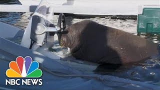 Sunbathing Walrus Sinks Boats In Norway