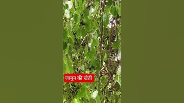 जामुन की खेती #youtube #youtubeshorts #shortsfeed #shorts #shortvideos #viralvideo #viral #trending