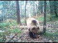 Tara National Park Dancing Bears