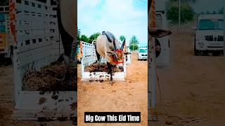 World Big Cow In This Eid Time 💥💥💥