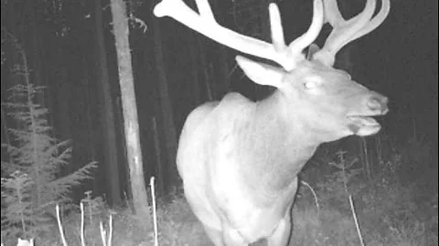 2016 OTC General Utah Archery Kill Shot Elk Hunt PITCH PEAK ( Jeremy Brown ) Brandon Pitcher