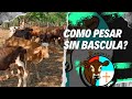 COMO PESAR NUESTROS BOVINOS SIN BASCULA