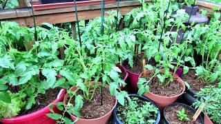 Mid Growth Care for Container Determinate Tomatoes: Staking, Feeding, Mulching & Pruning