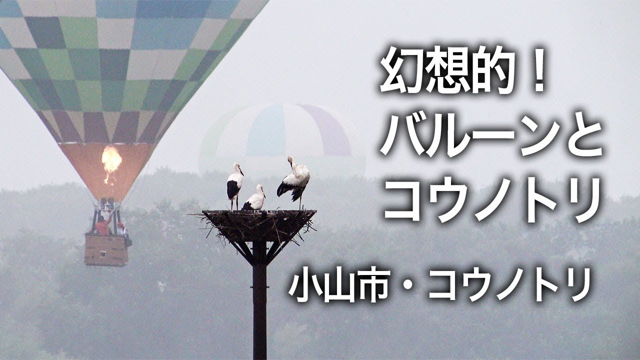 渡良瀬遊水地コウノトリ 07 19 サプライズ コウノトリと気球 Oriental Stork Youtube