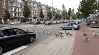 Canada Goose traffic jam