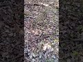 Come Exploring with me! :3(not the best vid) #fairycore #fairy #dog #outside