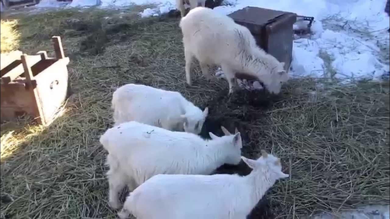 Домашняя коза видео. Это наша коза. Коза домашняя. Коза видео. Домашняя коза видео.