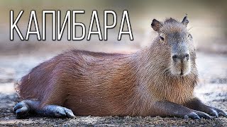 Капибара: Большая водосвинка | Интересные факты про грызунов screenshot 5