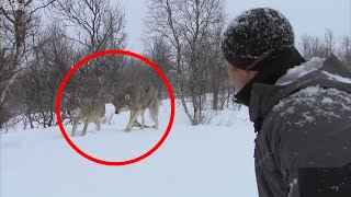 4 Scary Wolf Encounters That Will Make You Feel Uneasy (Part 4)