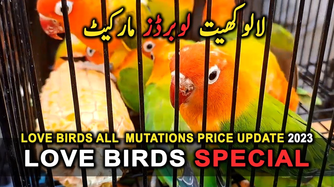 Lovebirds Market Latest Update 2023 Lovebird Special Lovebird
