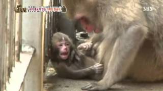 Monkey that doesn't take care of its cubs! @TV Animal Farm 20130519