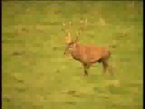 Le Brame Du Cerf Au Domaine Des Grottes De Han 
