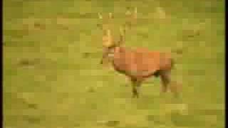 Le Brame Du Cerf Au Domaine Des Grottes De Han