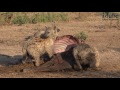 Hyena Clan Feeds On Another Buffalo