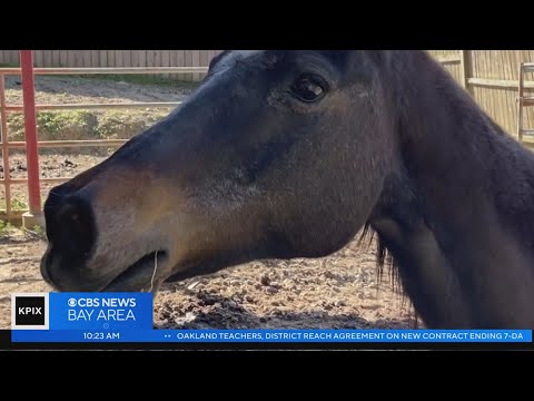 Healing through horses: Benefits of equine therapy