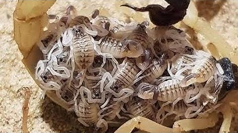 Scorpions baby 🦂🦂 🦂 Riding mother back