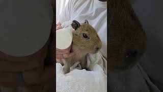 Baby Capybara Cutess Time