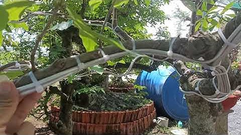 Vườn cây phôi khủng - Cây lộc vừng và cách anh Bảo làm sơ cấp .