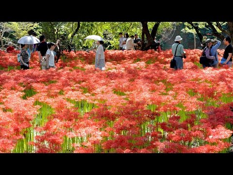 彼岸花が見頃　埼玉県日高市「巾着田曼珠沙華公園」