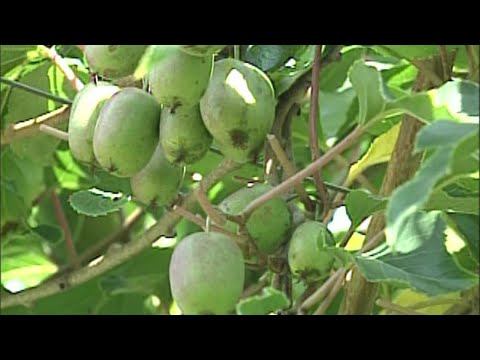 Back Down The Pennsylvania Road: Kiwis in Carbon County?