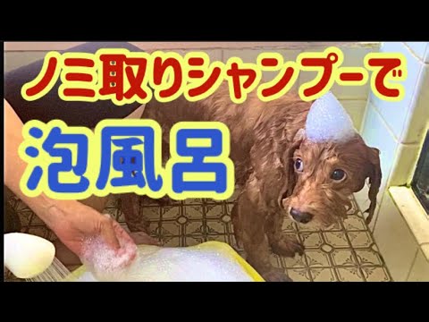 【犬のお風呂】泡風呂でノミ退治〜