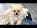 CUTEST PUPPY! | Luna The 8 Week Old Pomeranian Puppy