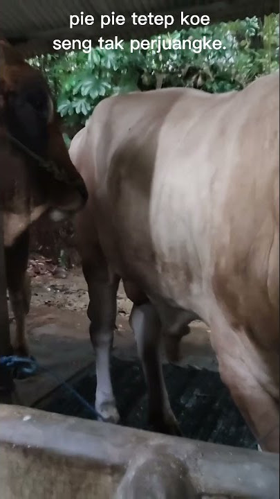 Story WA sapi jumbo//cocokbuatstory//30detik