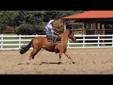 Lote 02 - Nicotina do Parque