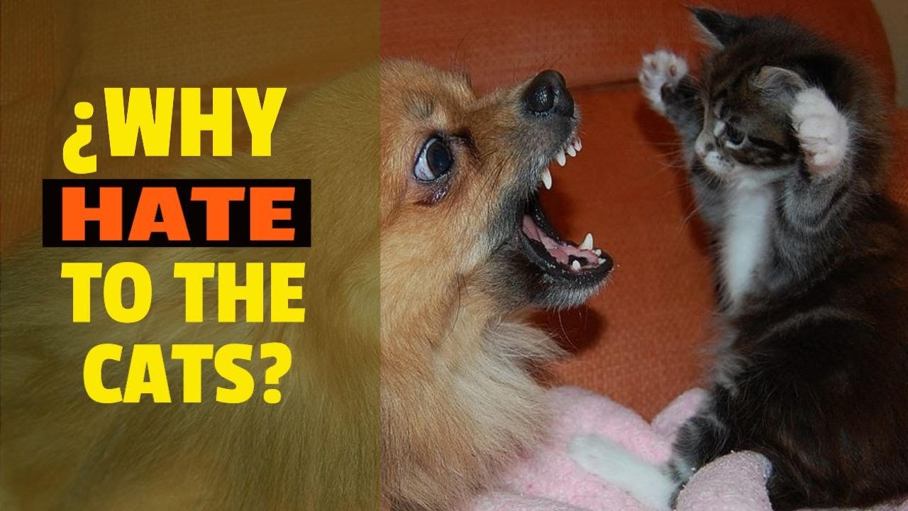 Are Tomatoes Poisonous For Dogs