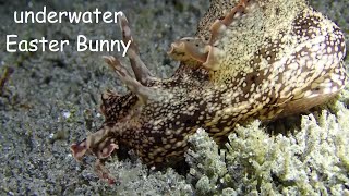 #Easter Bunny Special: Sea Hare