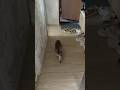 ЗА СОЛЬЮ ЗАШЛА Catlovers юмор моякошка Cats веселыекоты Catshorts прикол Catvideos Meow ЗА СОЛЬЮ ЗАШЛА Catlovers юмор моякошка Cats веселыекоты Catshorts прикол Catvideos Meow