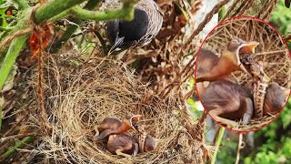 Epi 11 | Baby bird Vomits Out Oversized Dragon Fly STUCK in Throat ||| bulbul feeding bugs | day 3