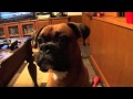 Boxer dog talking