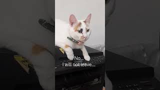 Soto, It Is Printer. Get Down From That. Always Naughty Girl