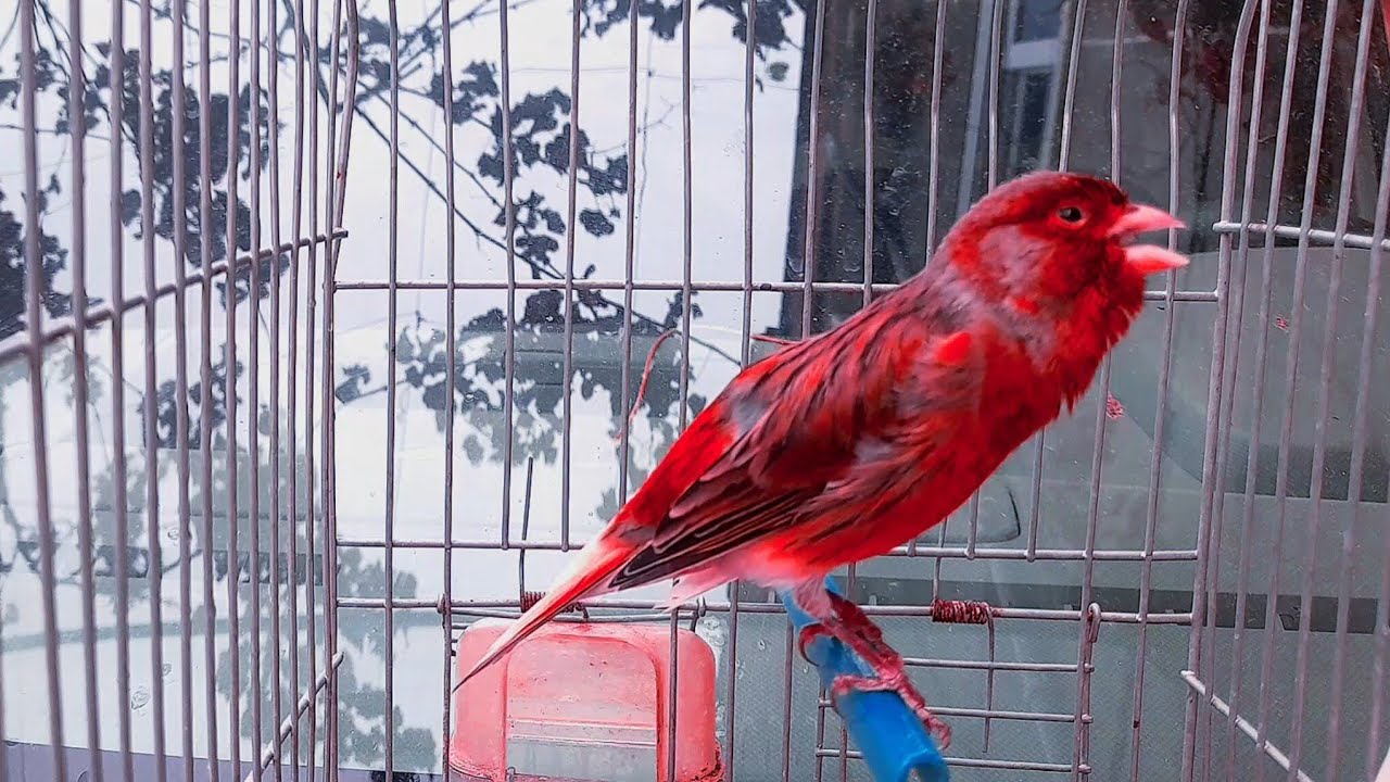 غناء ذكر الكناري هائج , لتجهيز وتدريب الاناث و الذكور للتزاوج والغناء