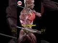The #1 Shoulder SECRET You Need to Know