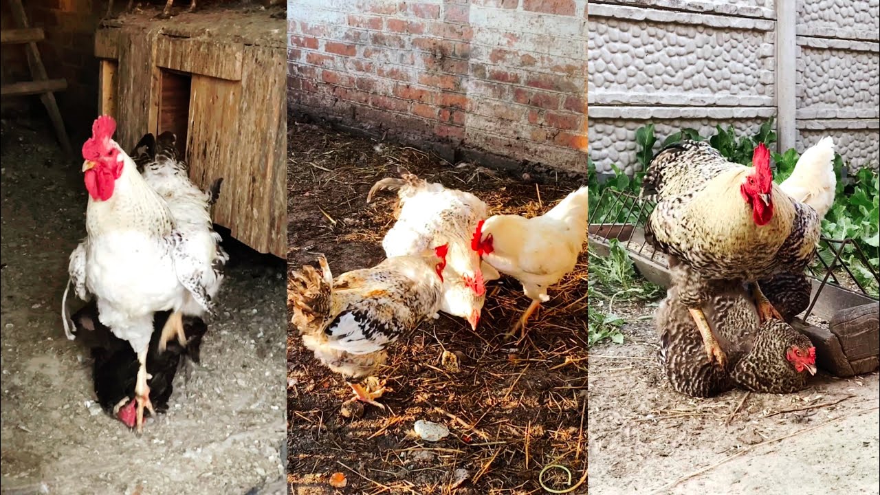 These roosters are very hardworking |||