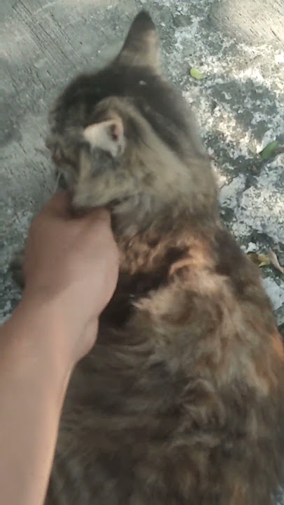 cewek kok ngangkang #lucu #viral #video #viralvideo #viralshort #cat #catshorts #cat #catlover