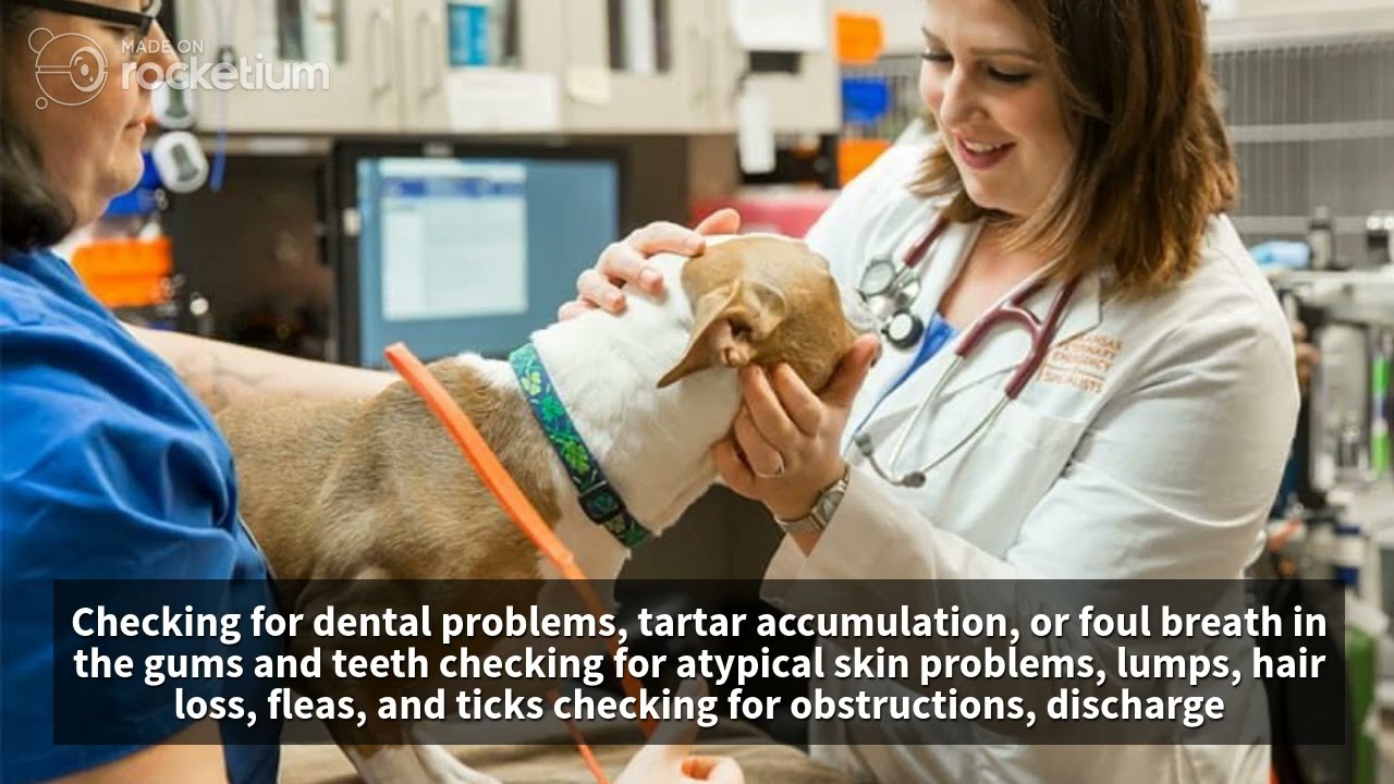 What Does A Wellness Examination Routine For A Pet Consist YouTube What Does A Wellness Examination Routine For A Pet Consist YouTube